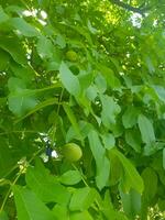 Juicy Green Walnut Hanging on Branch photo