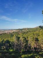 Enchantment in the Pine Forest photo