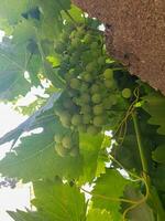 Unripe Grapes Hanging on the Vine photo