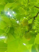 nueces en un racimo de Tres foto