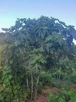 A Fig Tree with a Background of Blue Sky photo