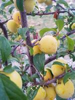 Golden Plums on a Tree Branch photo