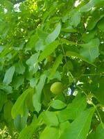 nuez árbol en un pacífico sombreado arboleda foto