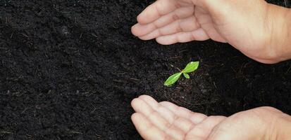 plántulas creciente en fértil suelo. agua gotas en hojas. manos ese apoyo crecimiento. ecología y ecológico balance. eco concepto tierra día. foto