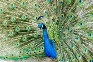 a peacock is displaying its feathers with its tail photo