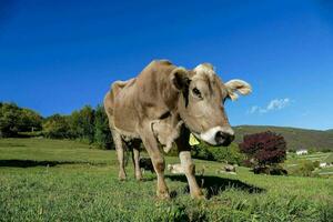 un vaca es en pie en el césped en un soleado día foto