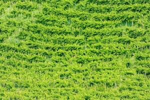 un viñedo con verde vides y arboles foto