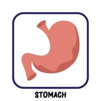 human internal organs flat vector stomach