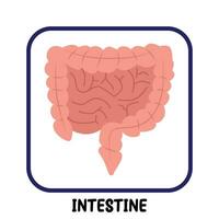 human internal organs flat vector intestine