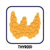 human internal organs flat vector thyroid