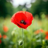 AI generated A single red poppy in the center of the frame with a blurred green background. photo