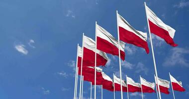 Poland Flags Waving in the Sky, Seamless Loop in Wind, Space on Left Side for Design or Information, 3D Rendering video