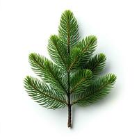 AI generated Green small pine tree on white background photo