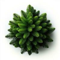 AI generated Green small pine tree on white background photo