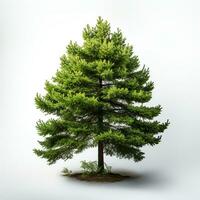 ai generado verde pequeño pino árbol en blanco antecedentes foto