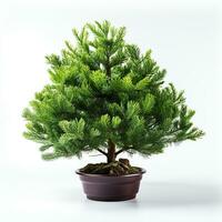 AI generated Green small pine tree on white background photo
