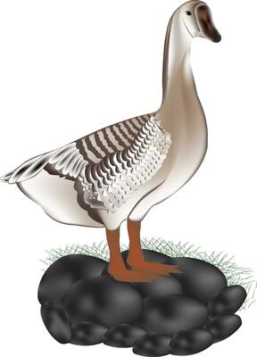 illustration of swan vector design with stone