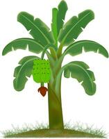 illustration of banana Tree Vector design  with ripe banana vector