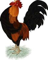 illustration of cock vector design with grass