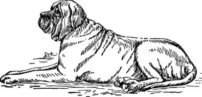 Mastiff vintage illustration. vector