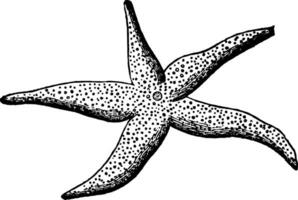 Diagram of a Starfish vintage illustration. vector