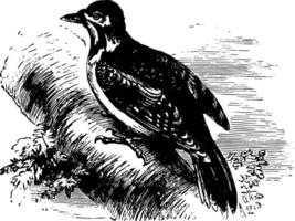 European Spotted Woodpecker vintage illustration. vector