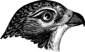 Red tailed Buzzard vintage illustration. vector