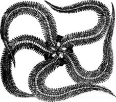 Ophiocoma Riisea vintage illustration. vector