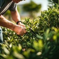 AI generated gardener pruning a bush with a pair of shears photo