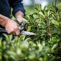 AI generated gardener pruning a bush with a pair of shears photo