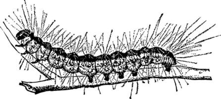 Fallweb Worm Caterpillar vintage illustration. vector