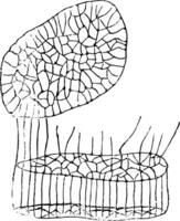 Muscle Fiber Showing Network vintage illustration. vector