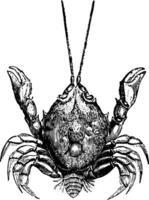 Female Corystes Cassivelaunus vintage illustration. vector
