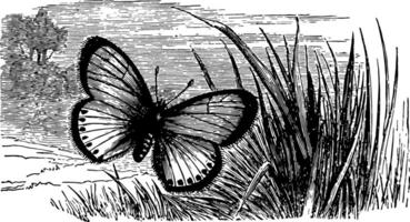 Polyommatus Virgaureae vintage illustration. vector