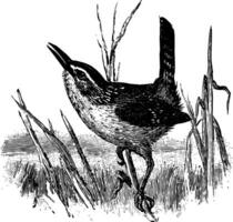 Marsh Wren vintage illustration. vector