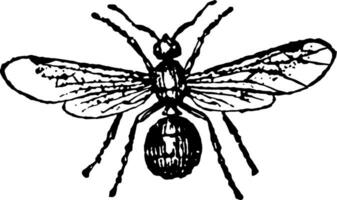 Female Ash Black Ant vintage illustration. vector