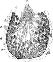 Section of a Tubule of the Testicle of a Rat vintage illustration. vector