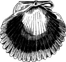 pecten purpuratus Clásico ilustración. vector