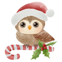 aquarelle des bois animaux illustration main tiré hibou avec Père Noël chapeau et bonbons canne houx branche Noël déco, imprimable, garderie, salutation cartes, vacances décoration et mignonne sauvage animal. png