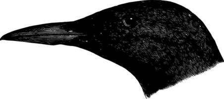 Common Guillemot vintage illustration. vector