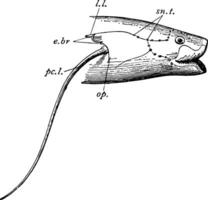 African Lungfish Head, vintage illustration vector