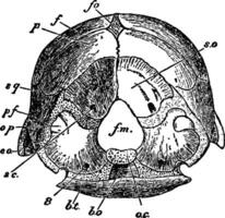 Chicken Skull, vintage illustration. vector