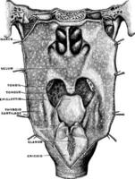 Pharynx, vintage illustration. vector