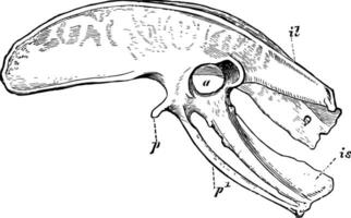 Diagram of the Pelvis of a Kiwi, vintage illustration. vector
