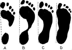 Various Forms of Footprints, vintage illustration vector