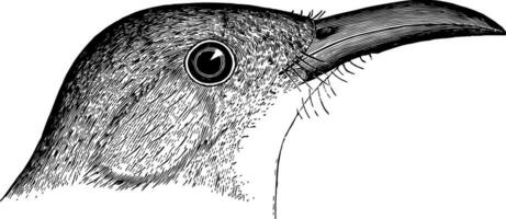 Bow Billed Thrasher, vintage illustration. vector