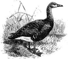 Greylag Goose, vintage illustration. vector