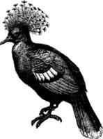 Papuan crowned pigeon, vintage illustration. vector