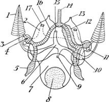 Cuttlefish Circulatory and Excretory Systems, vintage illustration vector