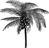 Coconut Palm vintage illustration. vector